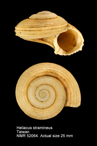 Heliacus stramineus.jpg - Heliacus stramineus(Gmelin,1791)